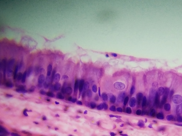 Pseudostratified Epithelium Slides - Pseudostratified Epithelium 19 400X
